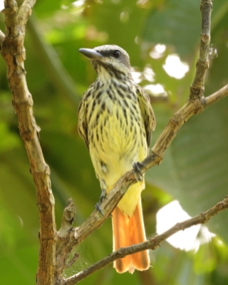 Bentewi żółtobrzuchy - Sulphur-bellied Flycatcher