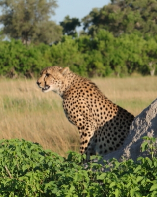 Botswana i Zambia - kraj - Botswana and Zambia - country