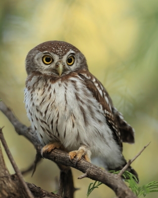 Botswana i Zambia - ptaki - część 2 - Botswana and Zambia - birds - part 2