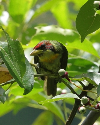 Brodacz żółtogardły - Lemon-throated Barbet