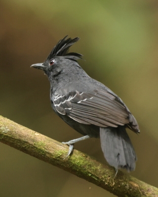 Czarnoliczek czubaty - White-lined Antbird