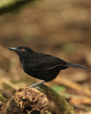 Czarnomrowik czerwonooki - Goeldi's Antbird