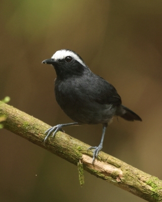 Czarnoliczek białobrewy - White-browed Antbird