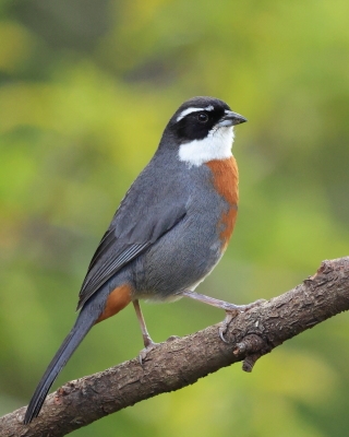Czywik duży - Chestnut-breasted Mountain-Finch