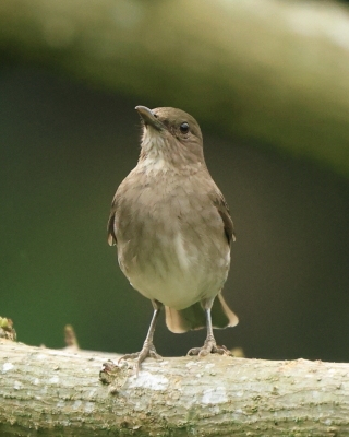 Drozd czarnodzioby - Black-billed Thrush
