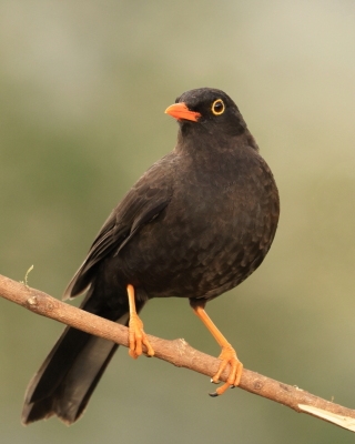 Drozd duży - Great Thrush