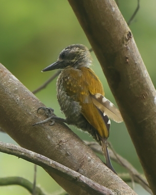 Dzięcioł jarzębaty - Little Woodpecker