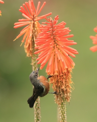 Haczykodziobek czarnogardły - Black-throated Flowerpiercer