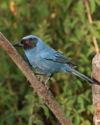 Haczykodziobek maskowy - Masked Flowerpiercer