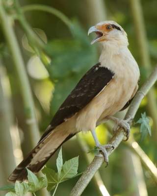 Karakara jasnogłowa - Milvago chimachima - Yellow-headed Caracara