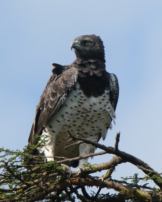 Kenia ptaki - Kenya birds