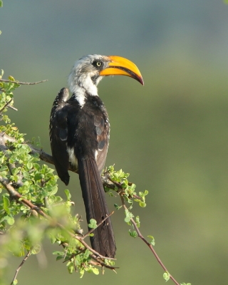 Kenia ptaki cześć 2 - Kenya birds part 2