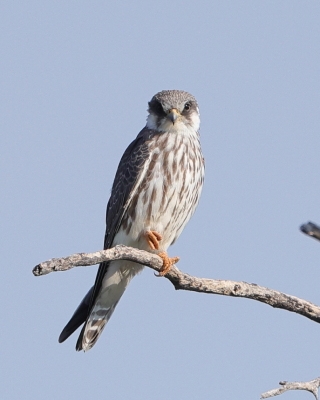 Kobczyk amurski - Falco amurensis - Amur Falcon