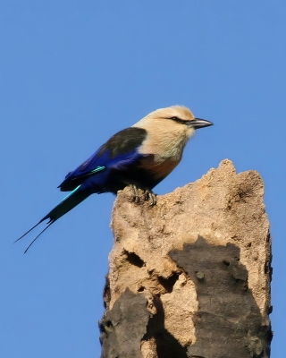 Kraska płowogłowa - Coracias cyanogaster - Blue-bellied Roller