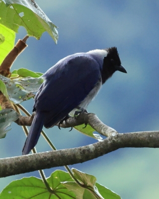 Modrowronka hiacyntowa - Violaceous Jay