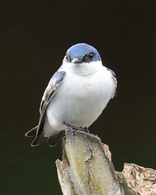 Nadobniczka zielono-biała - White-winged Swallow