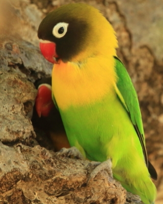 Nierozłączka czarnogłowa - Agapornis personatus - Yellow-collared Lovebird