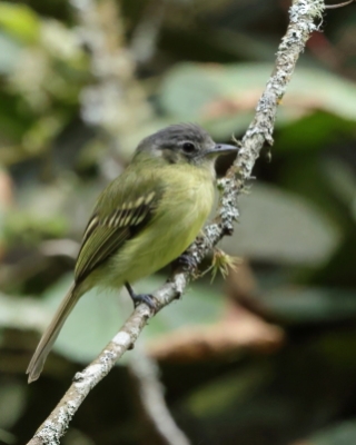 Oliwiak jasnogardły - Yellow-olive Flycatcher