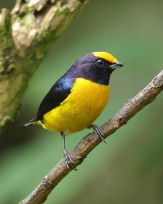 Organka złotoczelna - Orange-bellied Euphonia