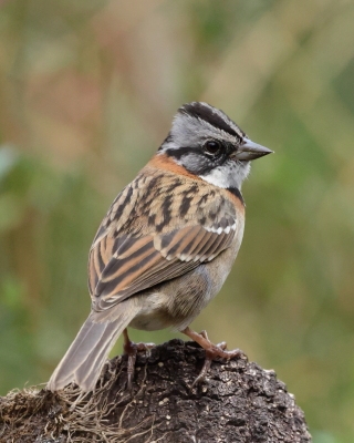 Pasówka obrożna - Rufous-collared Sparrow