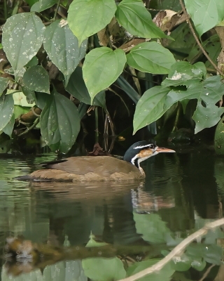 Perkołyska amerykańska - Sungrebe
