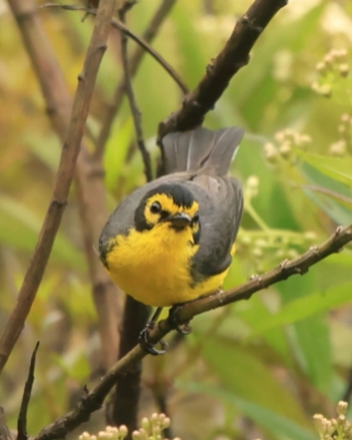 Pleszówka okularowa - Spectacled Redstart
