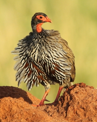 Tanzania ptaki część 2 - Tanzania birds part 2