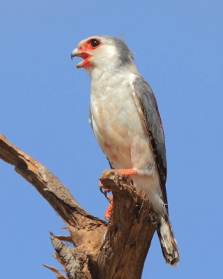 Sokolik czerwonooki - Polihierax semitorquatus - African Pygmy Falcon
