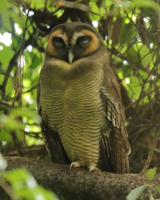 Sri Lanka ptaki - Sri Lanka birds