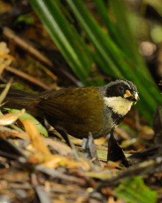 Strojnogłowik szaropręgi - Gray-stripped Brush-Finch