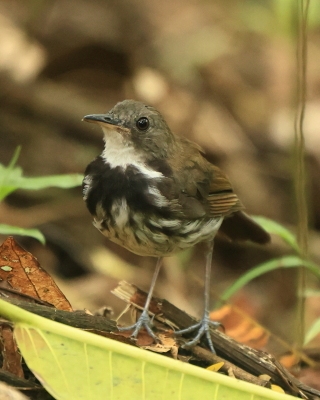 Świergoczek obrożny - Ringed Antpipit