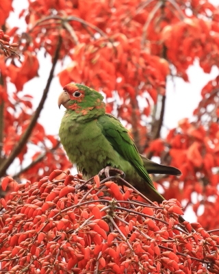 Szmaragdolotka maskowa - Mitred Parakeet