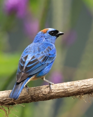 Tangarka błękitna - Golden-naped Tanager