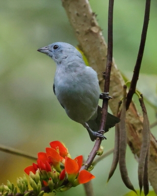 Tangarka niebieska - Blue-grey Tanager