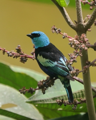 Tangarka niebieskoszyja - Blue-necked Tanager