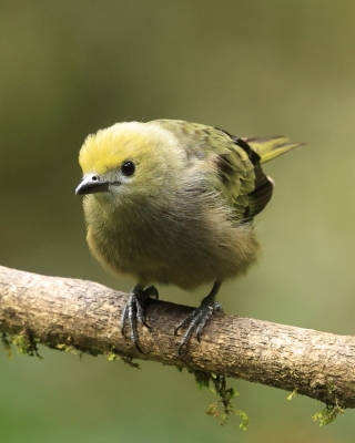 Tangarka palmowa - Palm Tanager