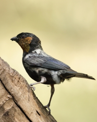 Tangarka siwogrzbieta - Silver-backed Tanager
