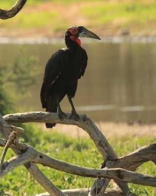 Tanzania ptaki część 1 - Tanzania birds part 1