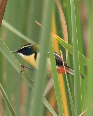 Tęczak - Many-colored Rush-Tyrant