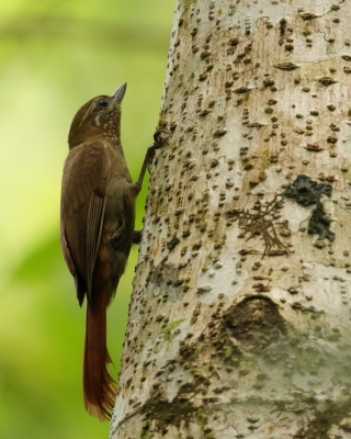 Tęgosterek - Wedge-billed Woodcreeper