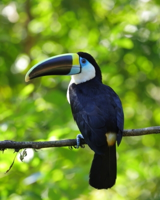 Tukan czerwonodzioby - Red-billed Toucan