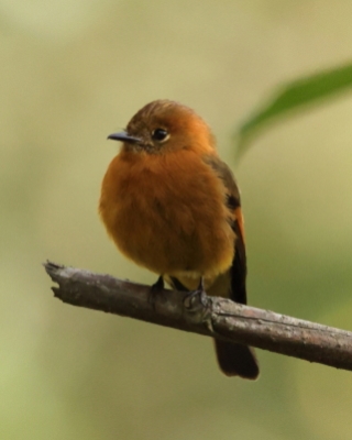 Tyranówka cynamonowa - Cinnamon Flycatcher