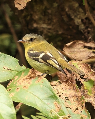 Tyranówka nadobna - Handsome Flycatcher