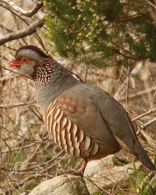 Wyspy Kanaryjskie ptaki - Canary Islands birds