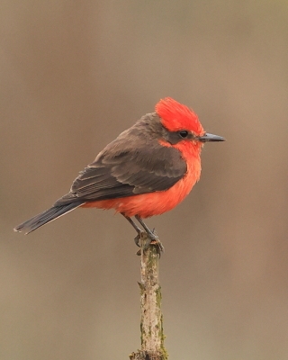 Żarek rubinowy - Vermilion Flycatcher