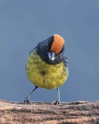 Zaroślak czarnobrody - Black-faced Brush-Finch