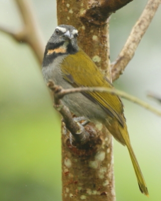 Ziarnołusk płowogardły - Buff-throated Saltator