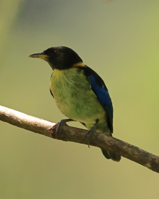 Złotoszyjnik - Golden-collared Honeycreeper