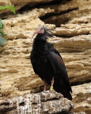 Ibis grzywiasty - Geronticus eremita - Waldrapp