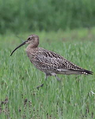 Kulik wielki - Numenius arquata - Eurasian Curlew